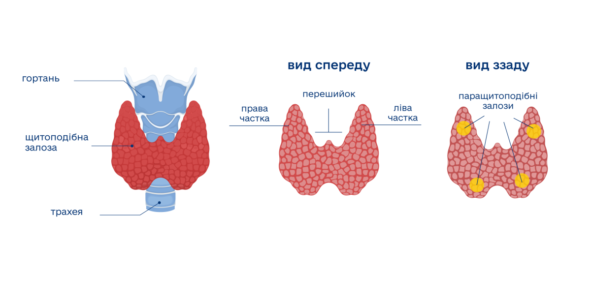 Щитоподібна залоза — крихітний диригент вашого метаболізму